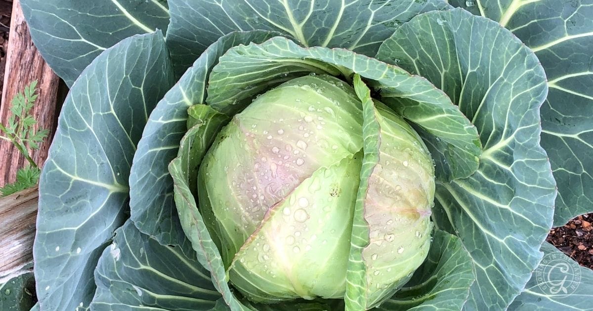 How to Grow Cabbage