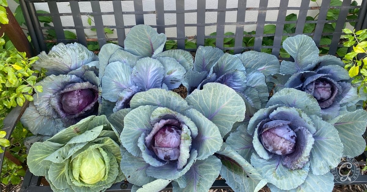 Harvest Cabbage
