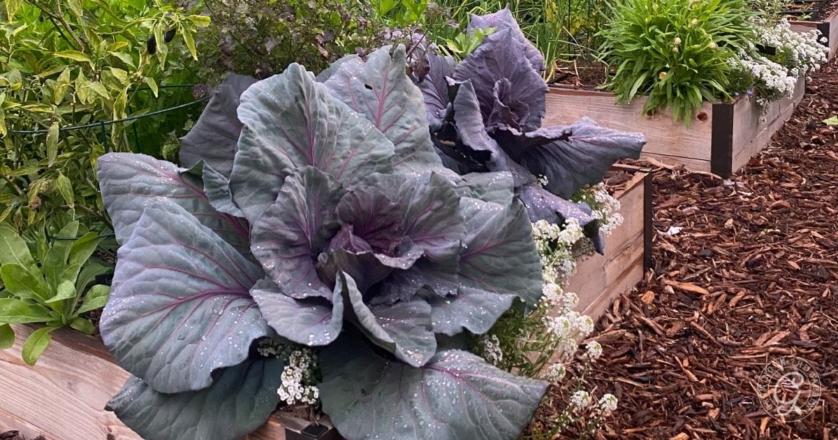 cabbage spacing