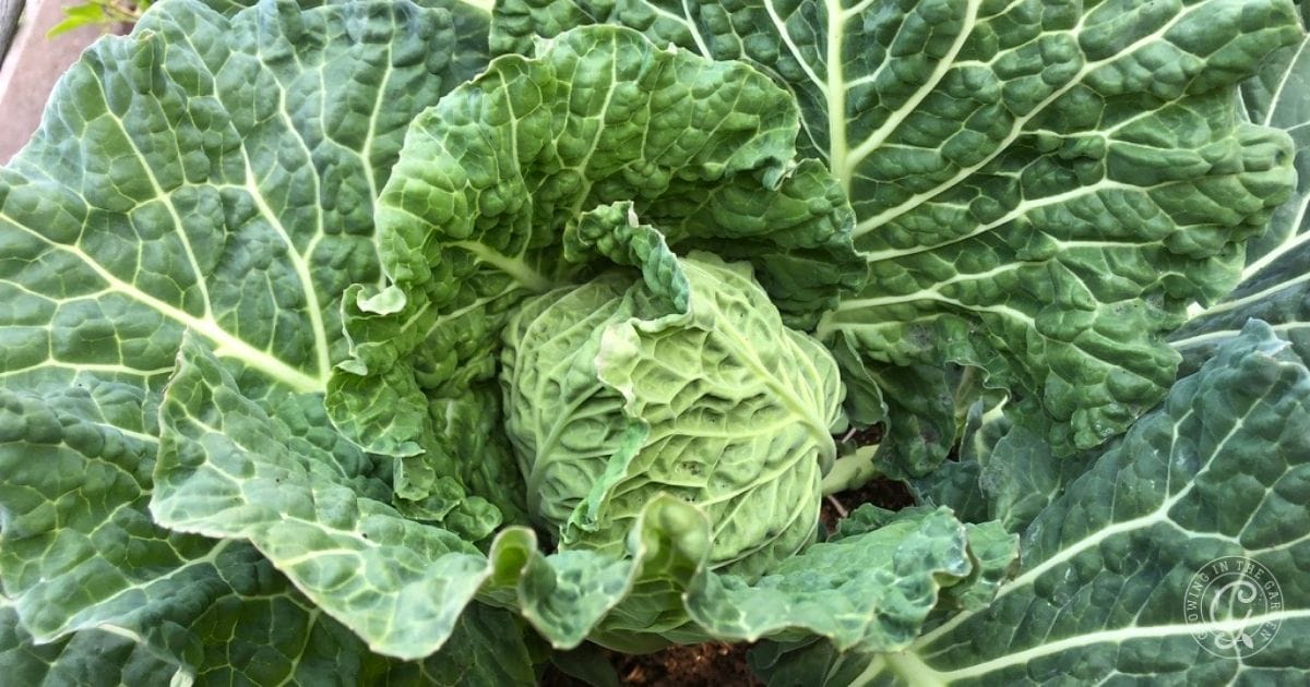 Savoy Cabbage