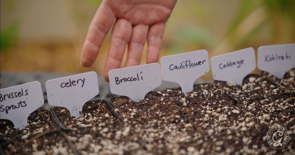 planting cabbage seeds