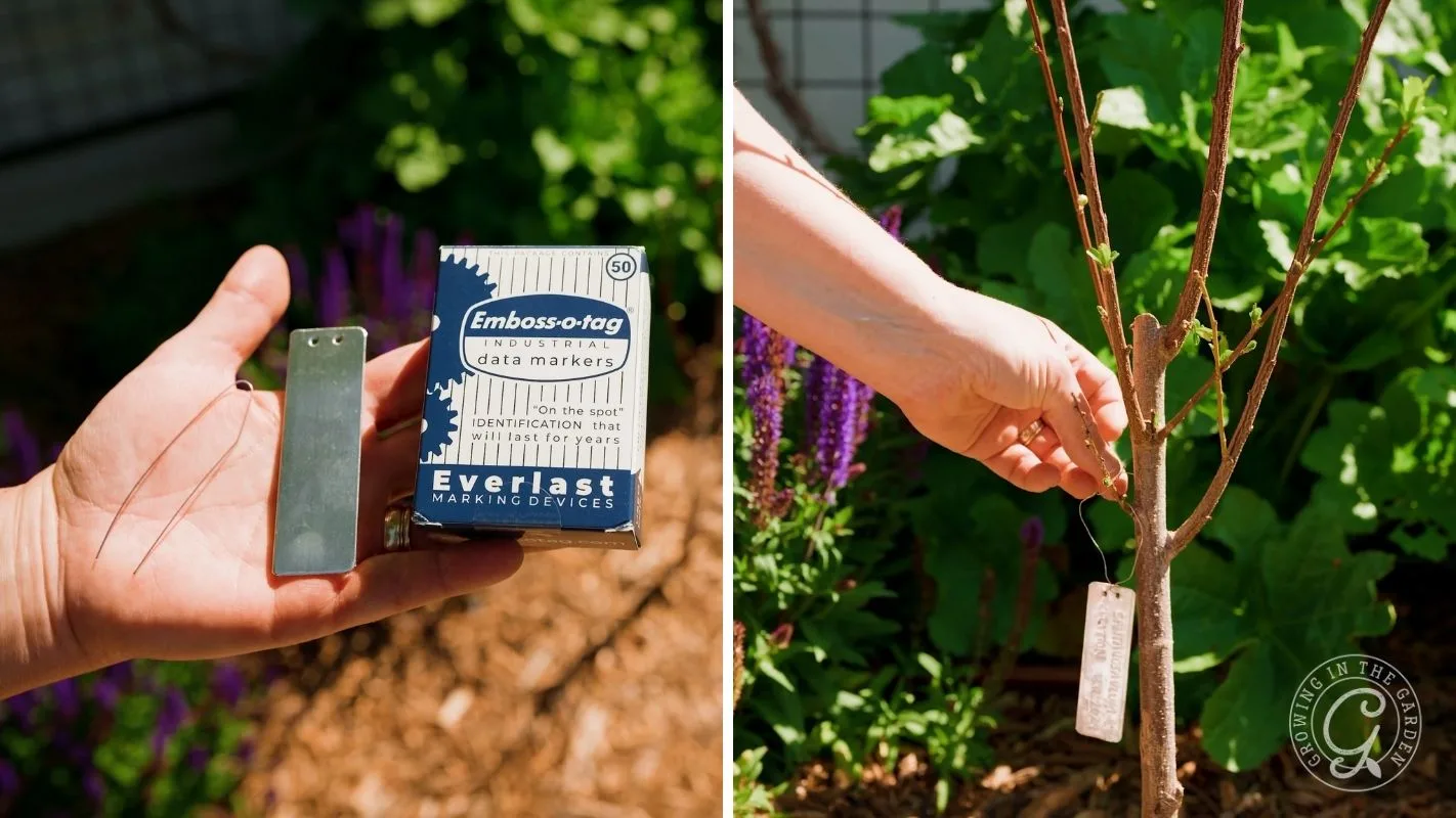 A hand holds a metal plant tag; another hand attaches it to a small tree in a garden.