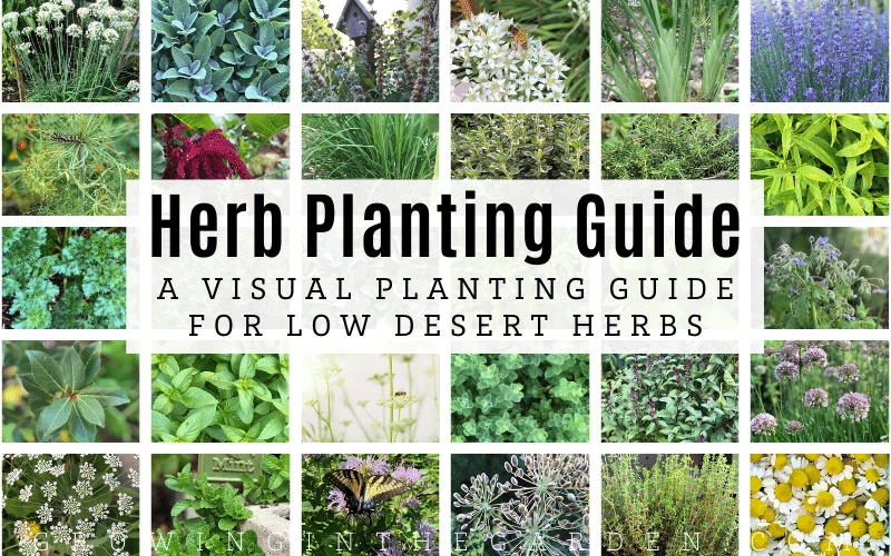 Arizona Herb Planting Guide_ A Visual Planting Guide for Low Desert Herbs