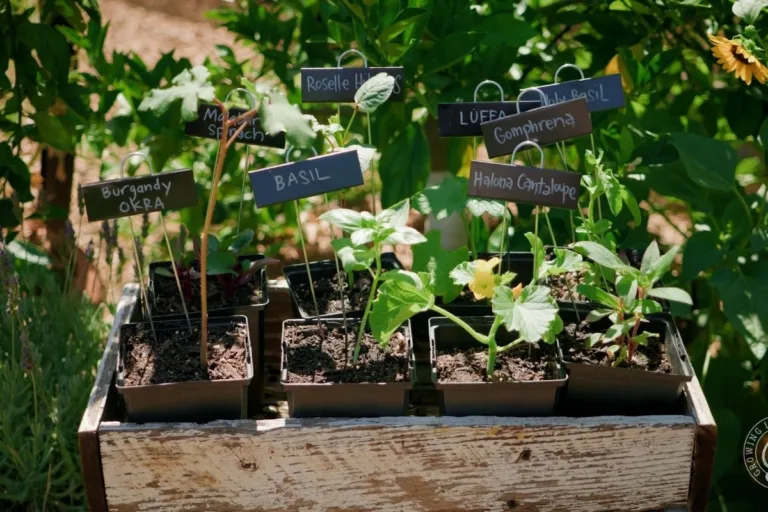 The Best Way to Label Garden Plants featured image