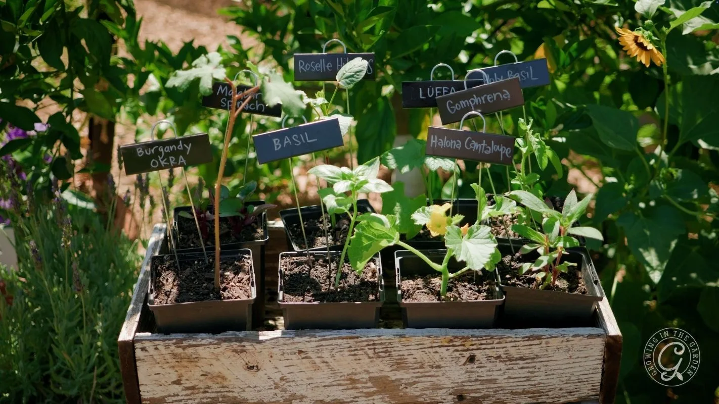 Small labeled pots of herbs and vegetables growing in a rustic wooden box in a sunny garden.