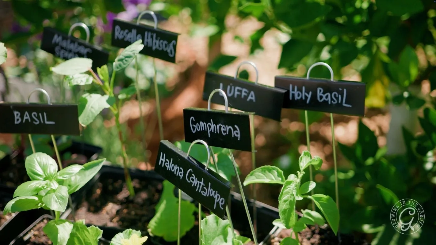 Seedlings in soil with labeled plant markers, including basil, holy basil, and other herbs in a garden.