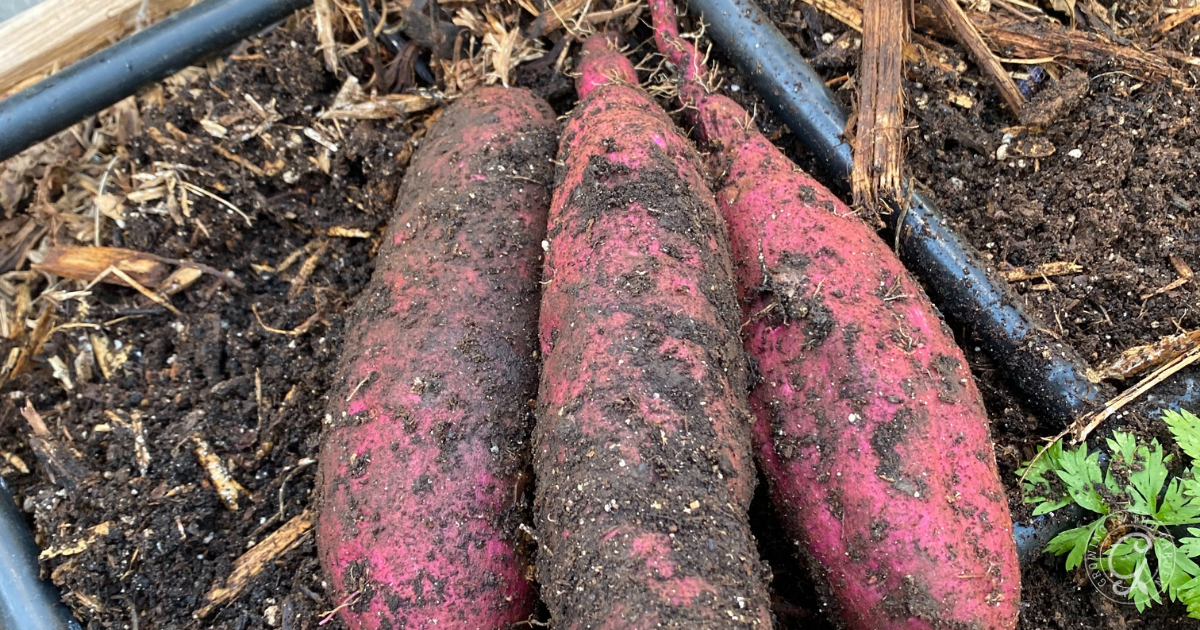 Three freshly harvested sweet potatoes, covered in soil, lie on the ground in a garden bed&mdash;an abundant harvest inspired by tips from the Arizona Vegetable Planting Guide.