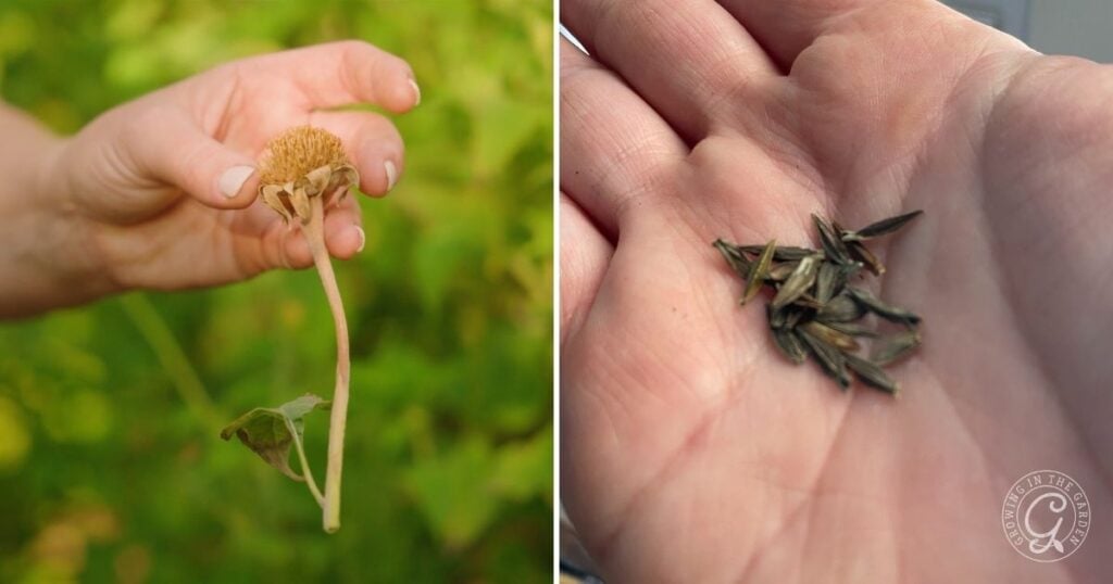 A hand holding a dried flower head, and another holding small seeds—showing how to grow zinnias from seed collection to planting.