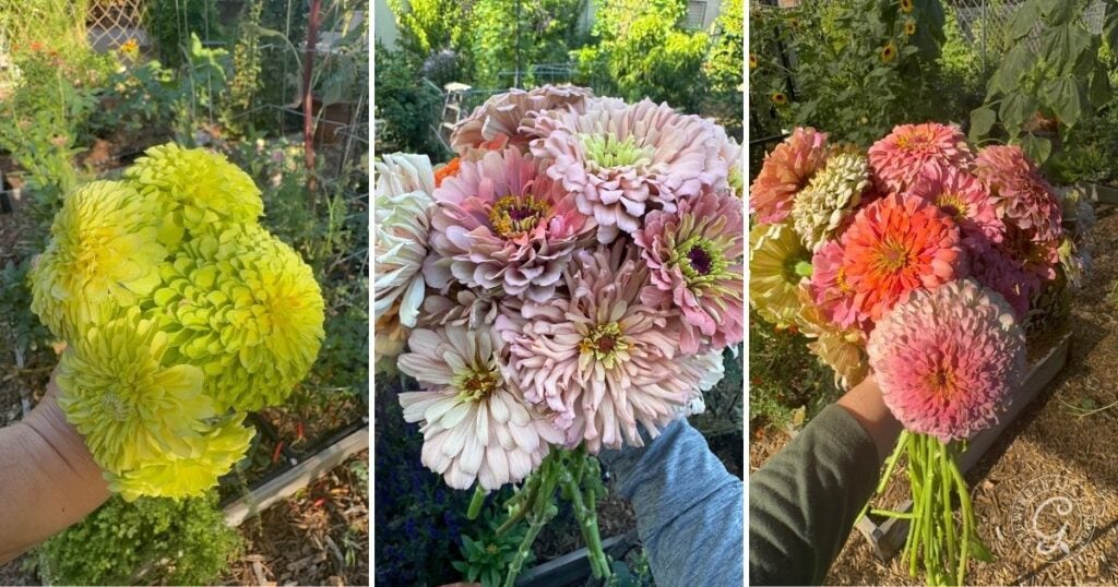 Three photos of hands holding bunches of zinnias in yellow, pale pink, and bright pink-orange tones in a garden—perfect inspiration if you’re learning how to grow zinnias in your own backyard.