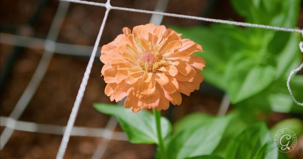 An orange zinnia flower blooms behind a white garden trellis with green leaves in the background, offering inspiration for anyone learning how to grow zinnias.