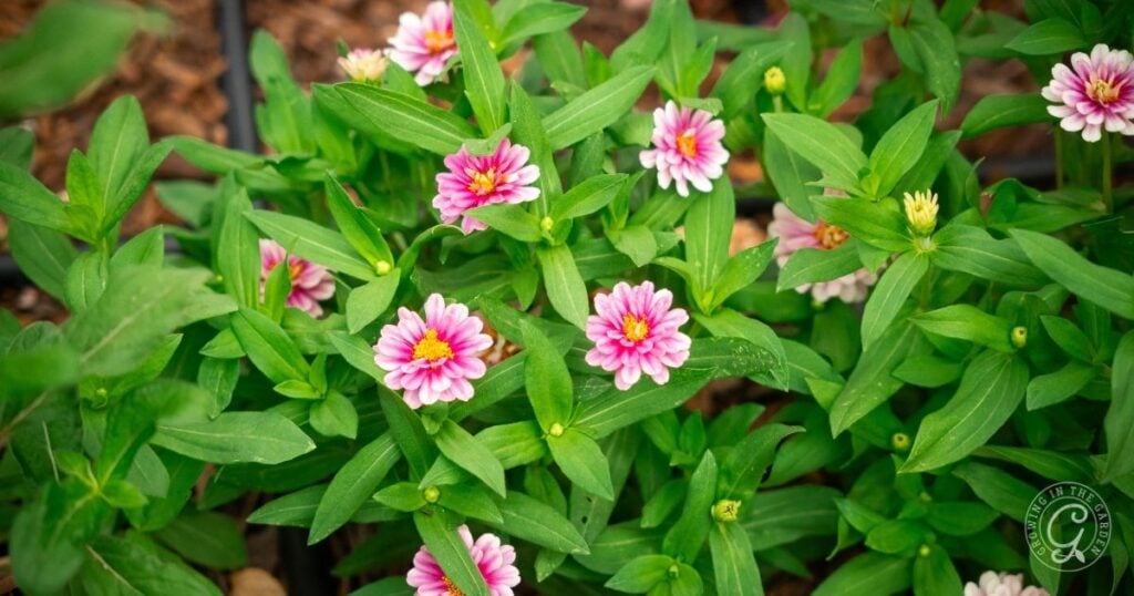Pink and white zinnia flowers blooming among green leaves in a garden bed, showcasing the vibrant results of learning how to grow zinnias.