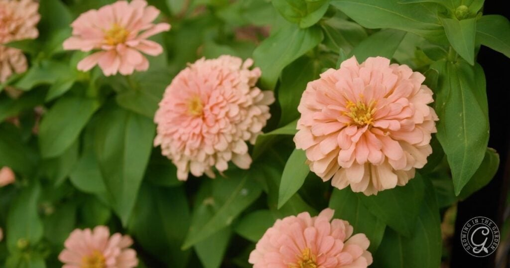 Close-up of several light pink zinnia flowers with green leaves in the background, offering inspiration for anyone interested in how to grow zinnias at home.
