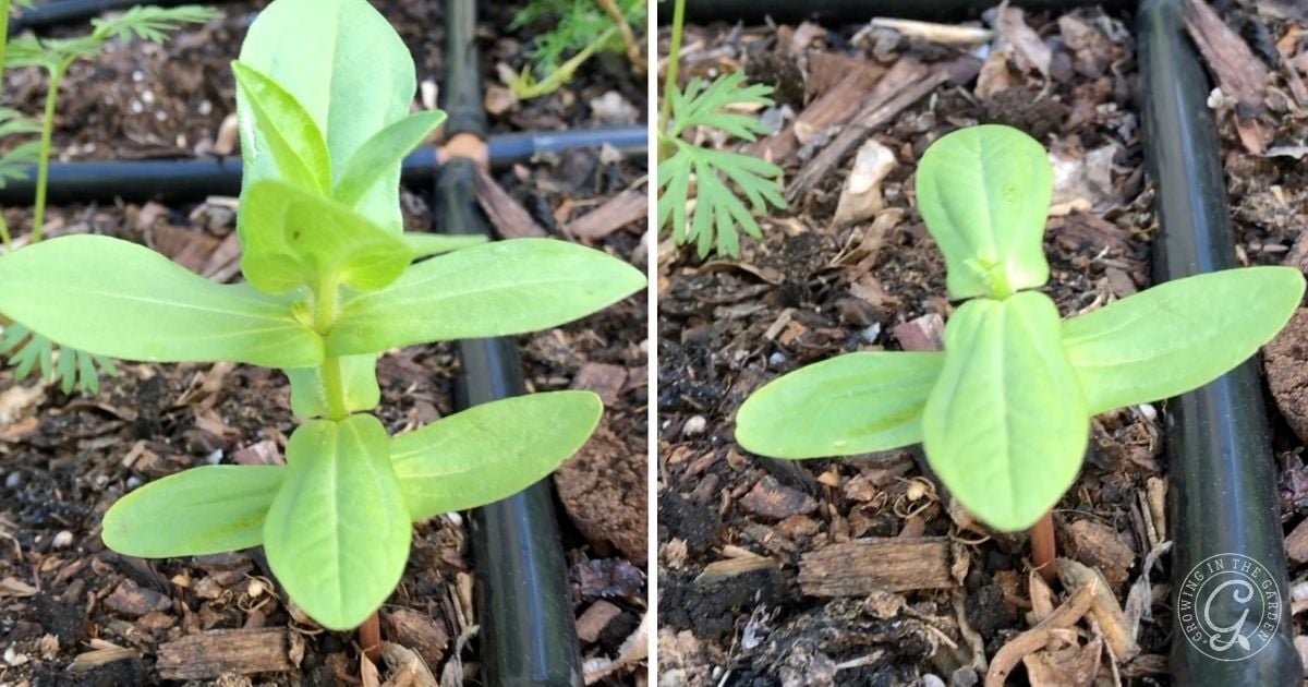 Two green seedlings growing in soil with irrigation tubing, shown from different angles&mdash;an excellent example for learning how to grow zinnias successfully.