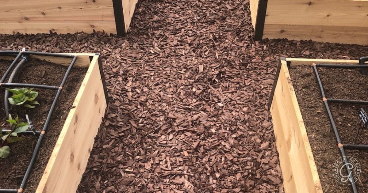 Wood mulch path between raised wooden garden beds, some with soil and seedlings, seen from above&mdash;an effective setup for those learning how to kill Bermuda Grass and maintain tidy, weed-free planting areas.