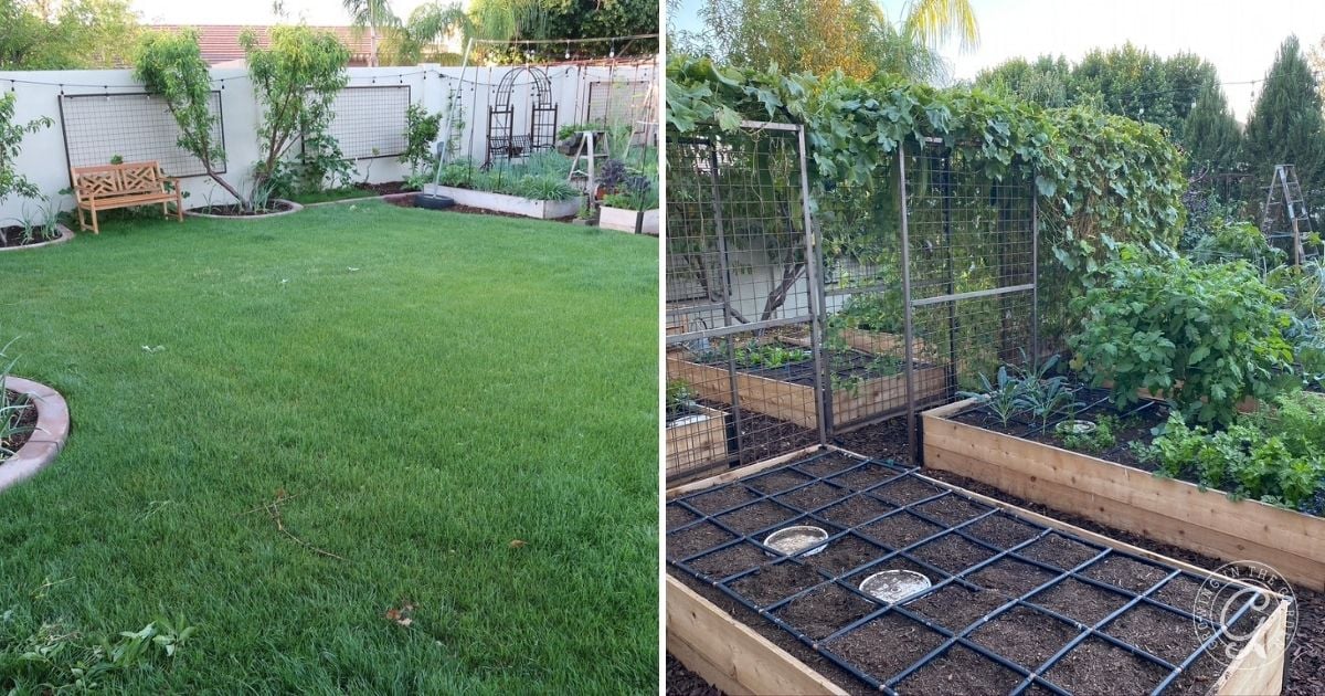 Split image: left side shows a grassy backyard, right side shows raised garden beds with plants and trellises&mdash;ideal for anyone learning how to kill Bermuda Grass and transform their space into a lush, productive garden.