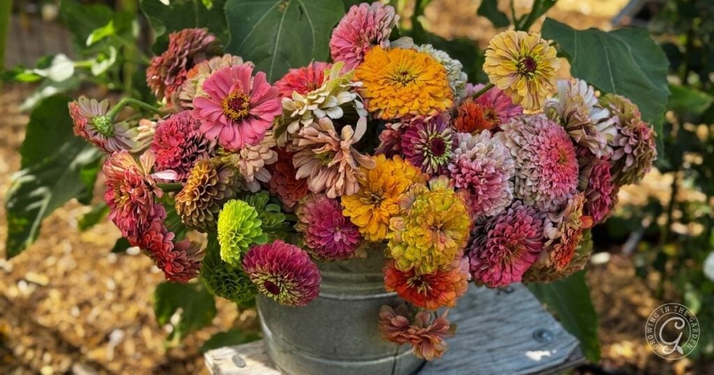 A metal bucket filled with vibrant, multicolored zinnias sits on a wooden surface outdoors, offering inspiration for anyone interested in how to grow zinnias in their own garden.