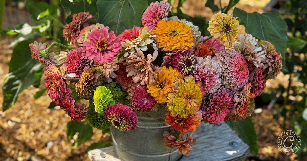 A metal bucket filled with vibrant, multicolored zinnias sits on a wooden surface outdoors.