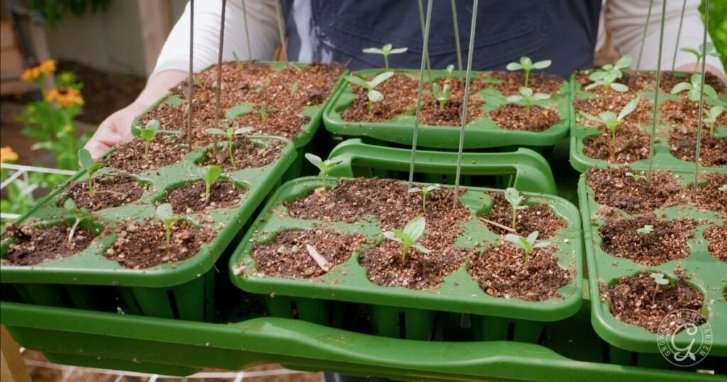 Green seedling trays with young plants growing in soil, held by a person in a garden setting—perfect for learning how to grow zinnias from the very start.