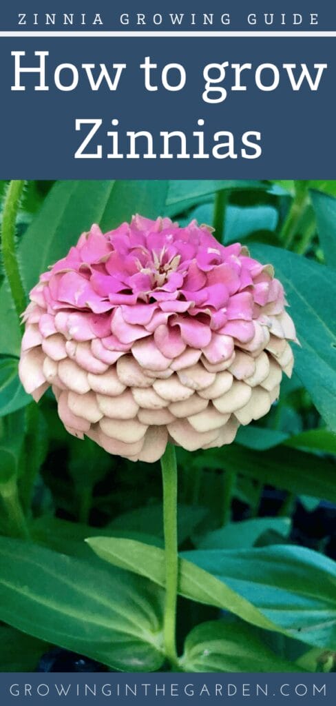 How to grow Zinnias - 5 Tips for Growing Zinnias - Growing In The Garden