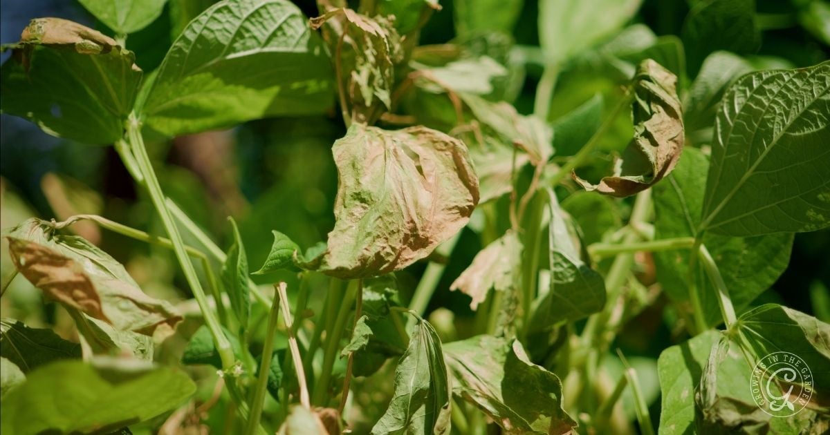 Green plants with wilted, brown, and damaged leaves show signs of disease or dehydration, making it challenging for your garden to survive summer.