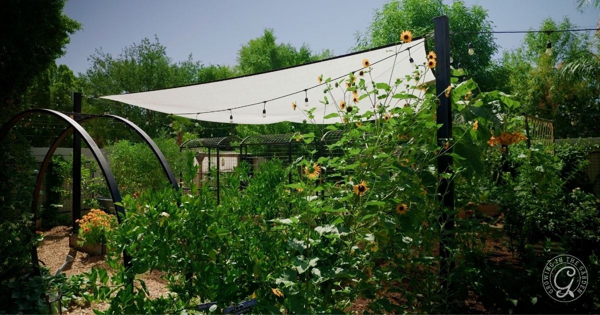 A lush garden with sunflowers, green plants, and a white shade sail overhead on a sunny day helps the garden survive summer&rsquo;s heat.