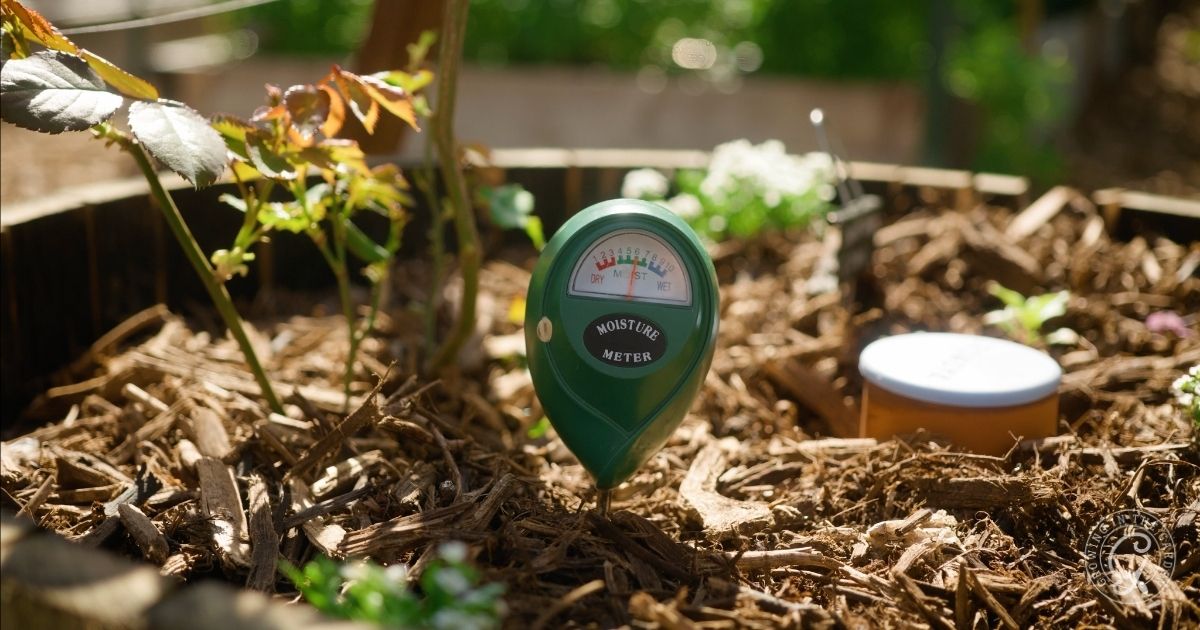 A soil moisture meter is placed in a garden bed among mulch and young plants on a sunny day, helping the garden survive summer heat.