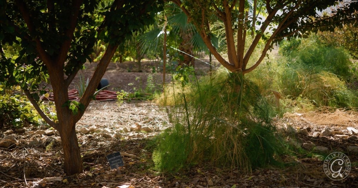 Sunlight filters through trees in a garden, with green foliage and a small plant marker on the ground&mdash;showing how plants in this garden survive summer&rsquo;s heat.