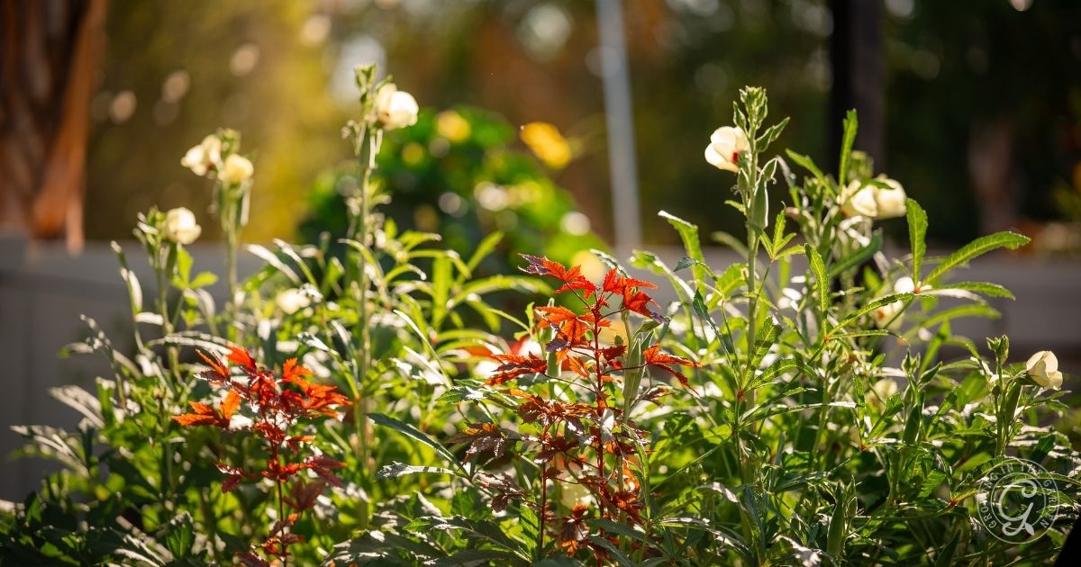 Sunlit garden bed with tall green plants, white flowers, and red foliage in the foreground&mdash;a serene scene that gently reminds us to avoid common vegetable gardening mistakes for thriving growth.