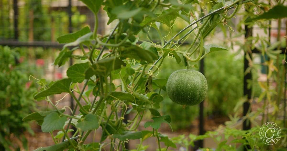How to Grow Cantaloupe: Tips for a Sweet and Flavorful Harvest