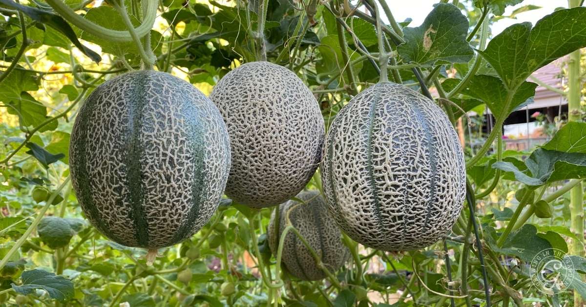 Three cantaloupes hanging from green vines in a garden, surrounded by leaves&mdash;a perfect example of how to grow cantaloupe at home.