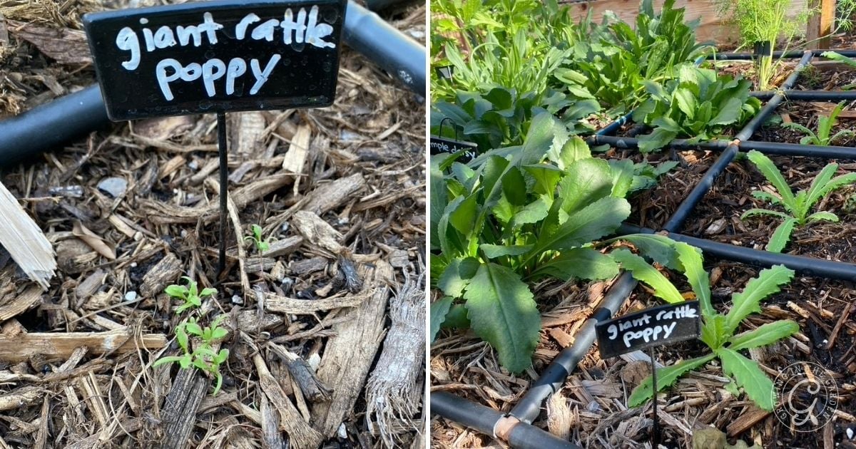 Two garden beds labeled giant rattle poppy show seedlings on the left and larger plants on the right.