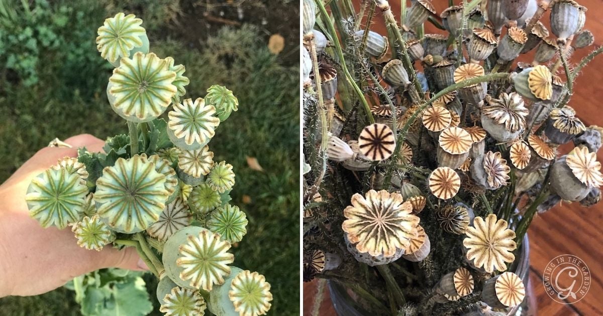 Close-up of green and dried poppy seed pods held in a hand and arranged in a vase.