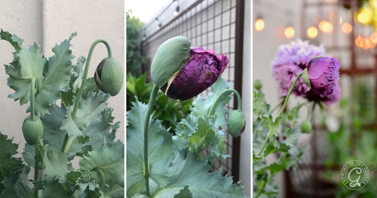 Three side-by-side images show a purple poppy flower bud gradually blooming in a garden setting.