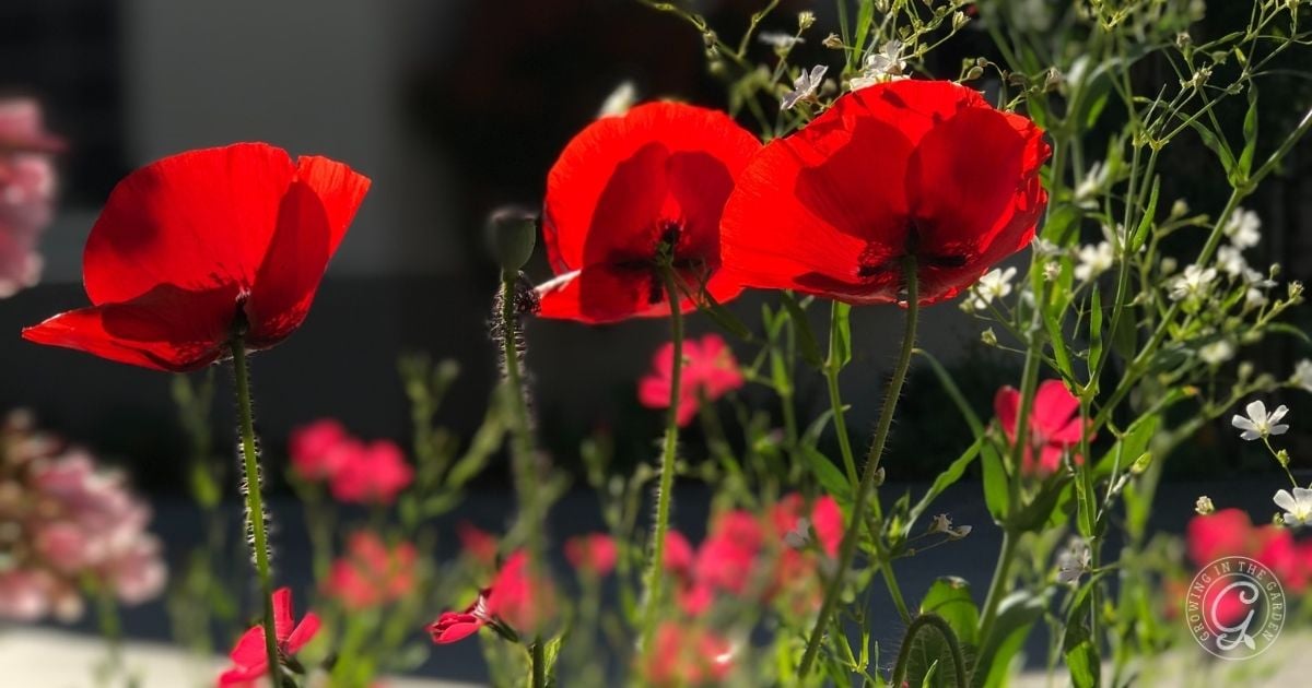Three bright red poppies in sunlight, surrounded by green stems and small pink and white flowers.