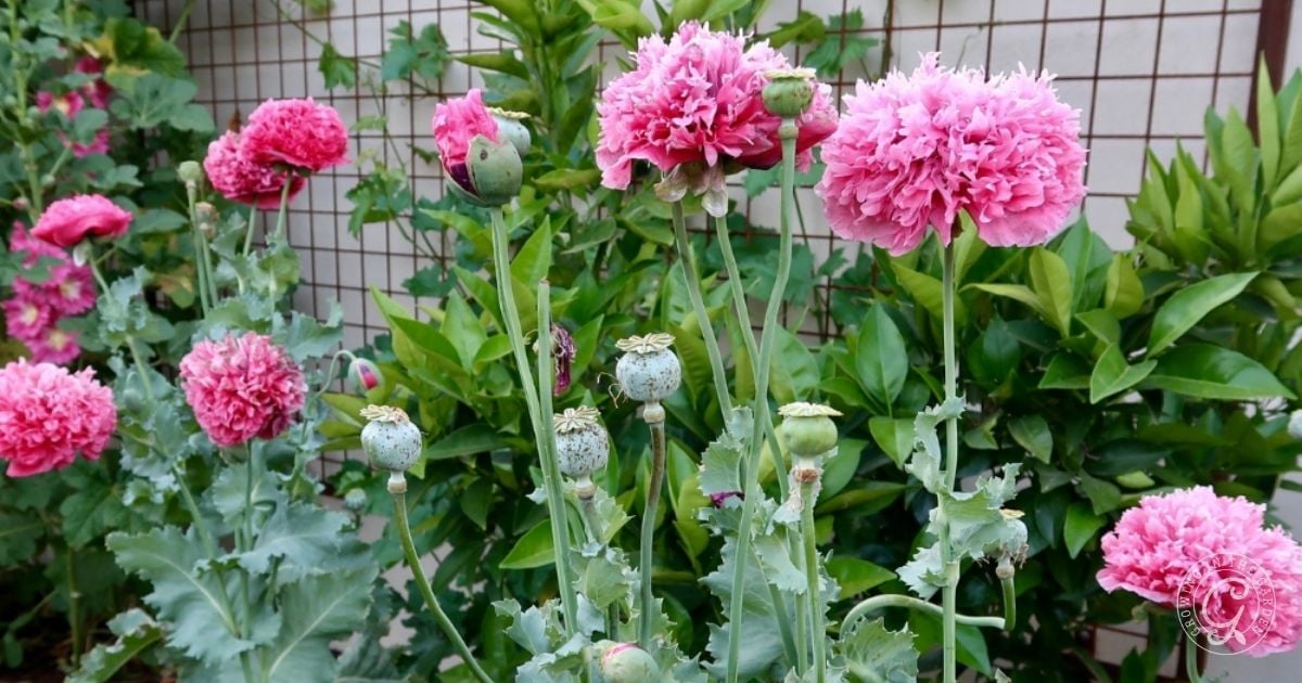 Pink peony poppies with green foliage growing in a garden, with a trellis and leafy background.