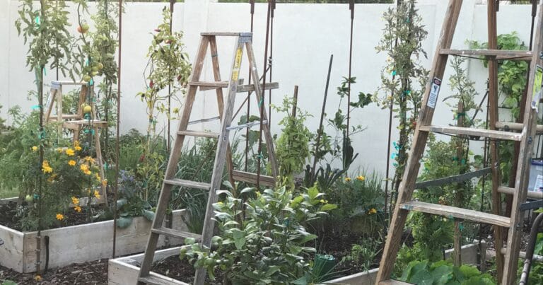 A garden with raised beds, plants, and several wooden ladders used as supports for tall vegetable plants.