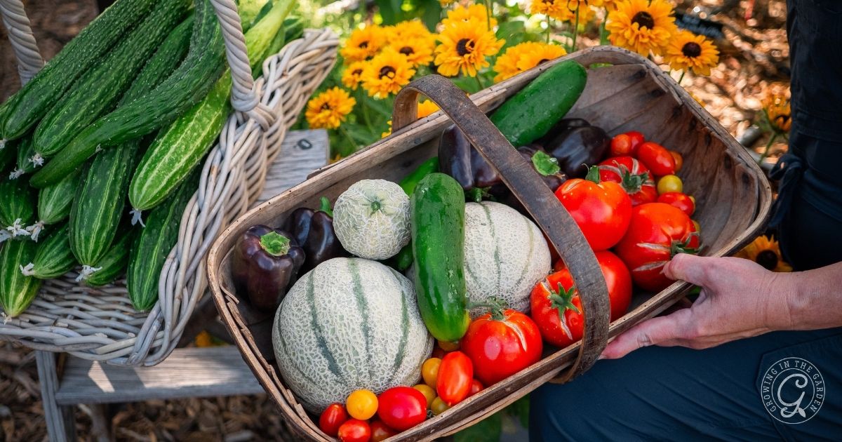 A hand holds a basket with melons, cucumbers, tomatoes, and peppers in a garden with yellow flowers&mdash;healthy produce that shows what&rsquo;s possible when you avoid common vegetable gardening mistakes.