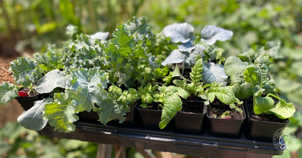 Seedlings of leafy greens and vegetables growing in small black pots outdoors in bright sunlight&mdash;perfect for learning from common vegetable gardening mistakes.