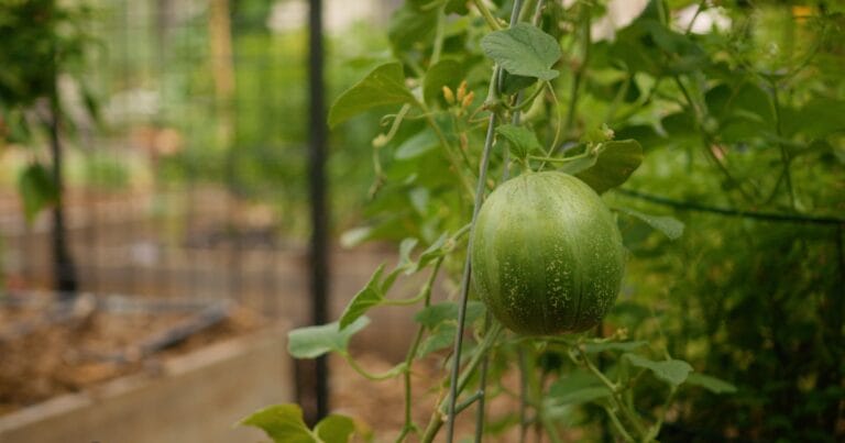 Vertical Gardening_ 10 Vegetables that Love to Climb