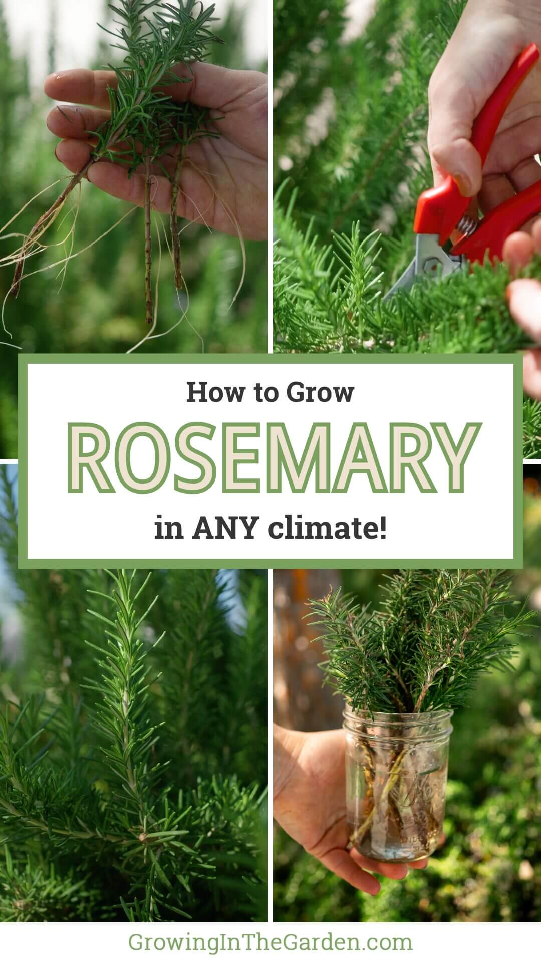 How to Grow Rosemary