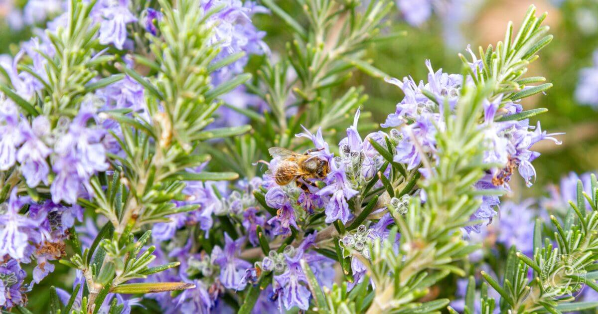 Bees on Rosemary Flowers