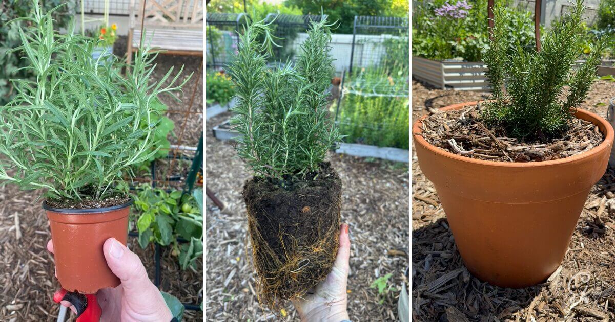 How to grow rosemary in a container