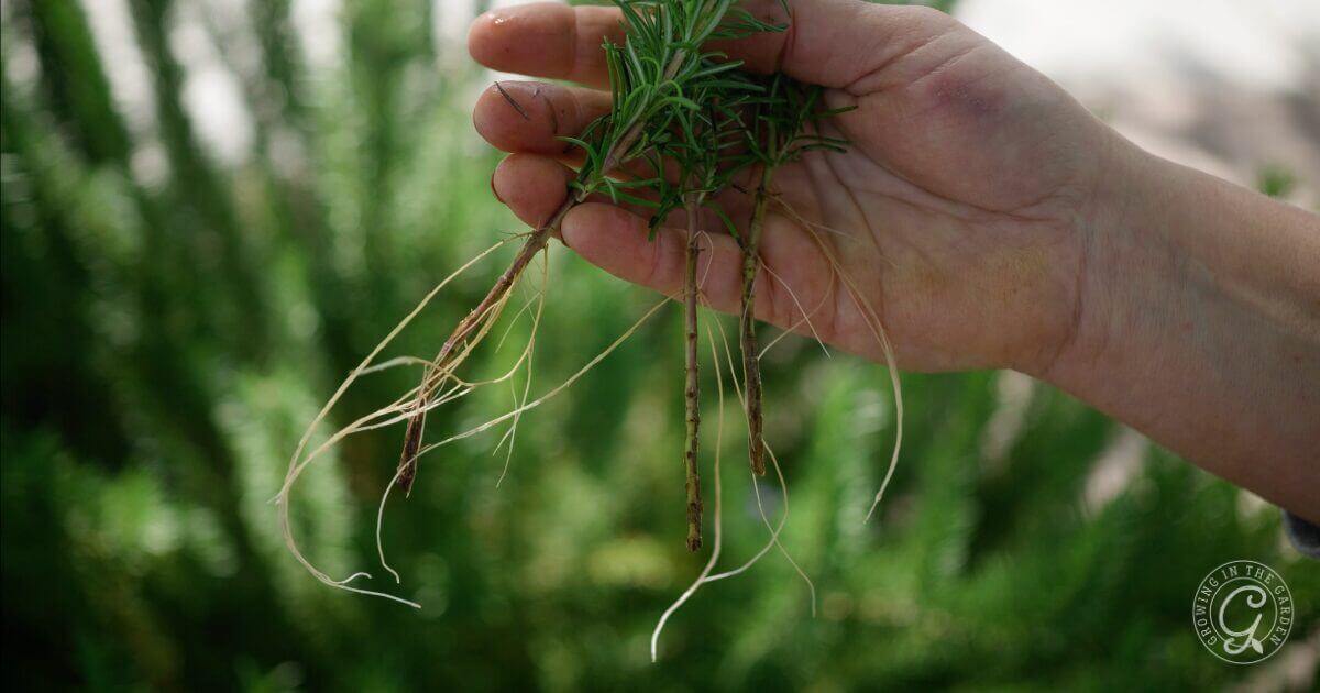 How to Propagate Rosemary
