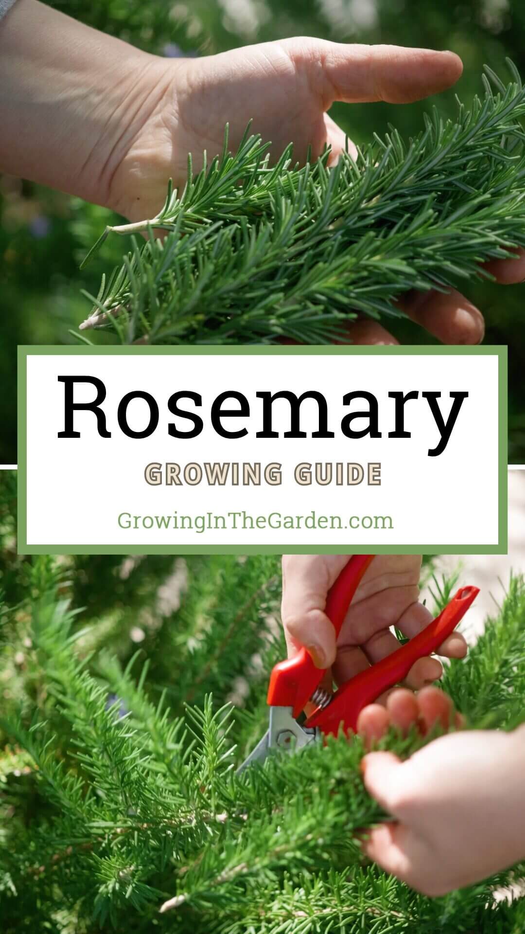 How to Grow Rosemary