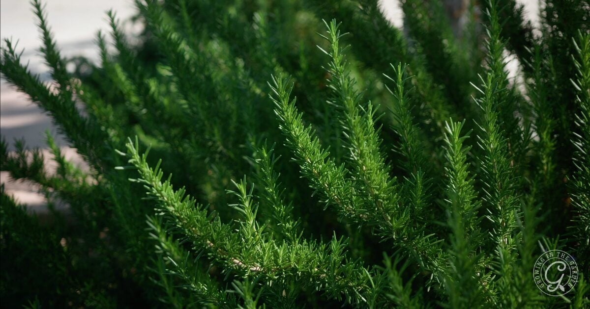 How to Grow Rosemary