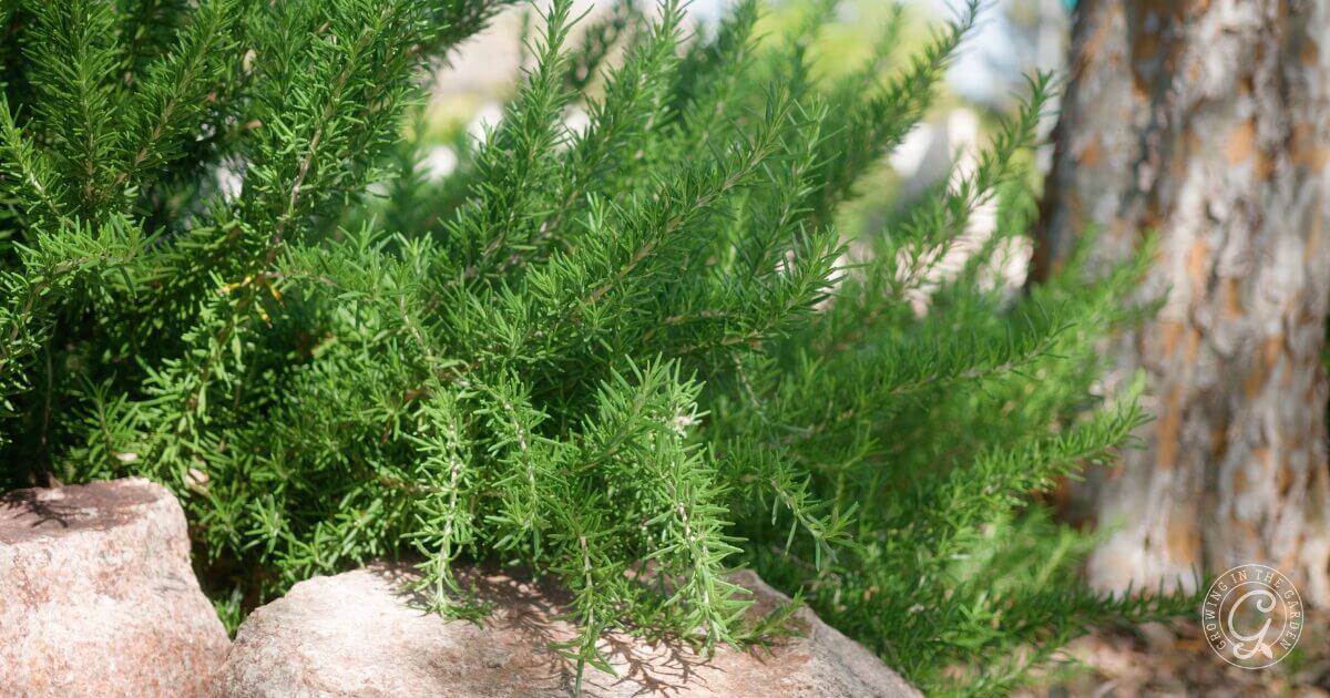 How to Grow Rosemary