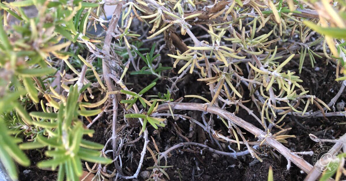 Root Rot in Rosemary