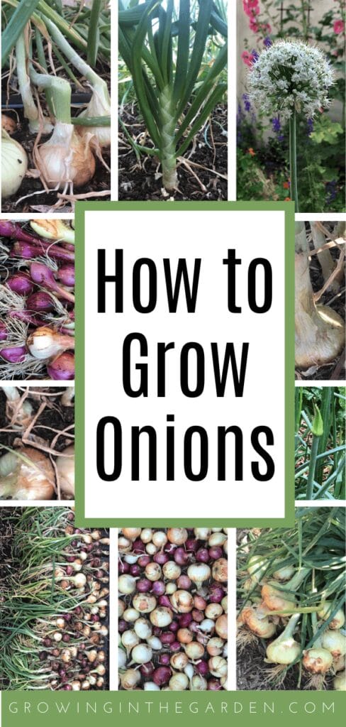 How to Grow Onions - 10 Tips for Growing Onions - Growing In The Garden