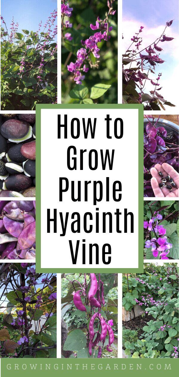 How to Grow Purple Hyacinth Bean Vine​