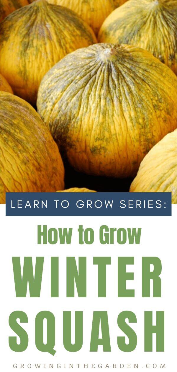 How to Grow Winter Squash: 9 Tips for Growing Winter Squash